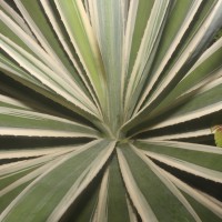 Agave angustifolia Haw.